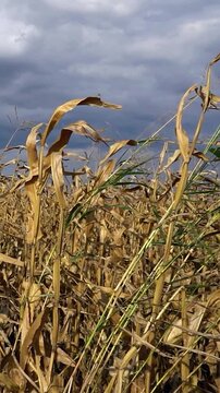 Slow Motion Pan of Withered Cornfield in October Showing Harvest Failure and Financial Loss. Dried Corn Stalks Damaged by Autumn Drought under Dramatic Stormy Sky.