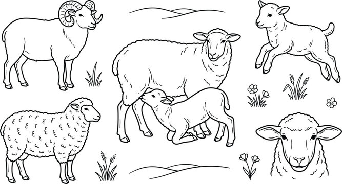 Farm Sheep and Lamb Vector Illustration Set with Ewe Nursing Ram Lambs Grass and Hills Elements for Agricultural and Pastoral Graphic Designs