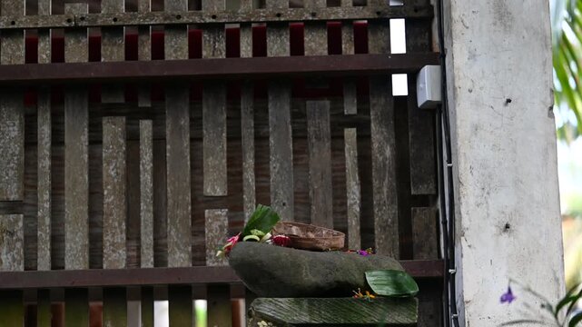 Macaque eating offerings near gate in Ubud