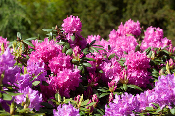 Obraz premium Lila Rhododendronblüte, Close-Up, Deutschland