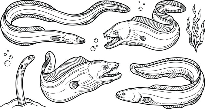 Moray Eel and Sea Snake Fish Vector Set with Vintage Linear Engraving Illustrations of Underwater Marine Life Creatures for Ocean Theme Designs