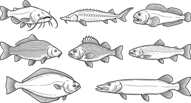 River and Sea Fish Vector Set with Vintage Linear Engraving Illustrations of Catfish Sturgeon Carp Trout Pike and Flounder for Fishing Designs