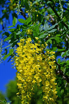 Beautiful golden chain flowers blooming and cascading under bright blue sky, Fukushima, Japan.
