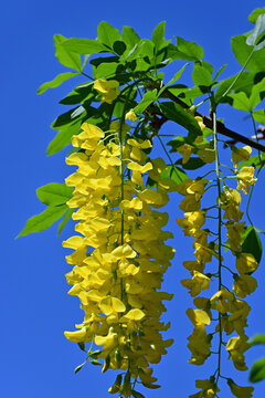 Beautiful golden chain flowers hanging down under vivid blue sky with copyspace, Fukushima, Japan.