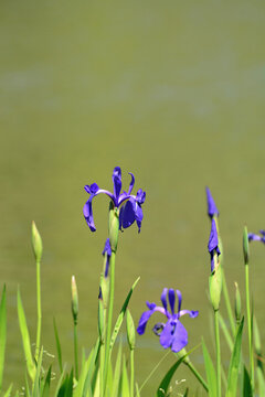 Vertical close up of beautiful purple iris laevigata flowers blooming by the pond with copyspace, Fukushima, Japan.