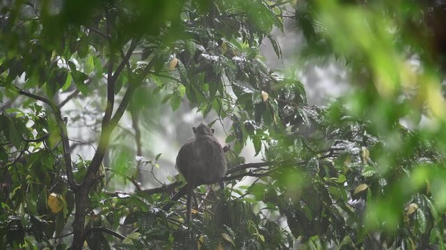 Macaque faces rain inside Ubud forest canopy