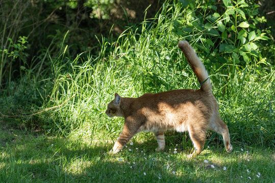 Rot getigerter Kater l&auml;uft durch den Garten
