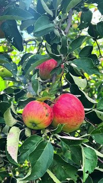 Ripe red apples hang from a tree branch surrounded by green leaves in an orchard. The image captures the essence of a bountiful harvest, highlighting fresh, organic produce
