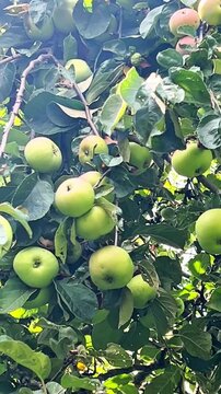 Green apples in various stages of ripeness hang from tree branches. The vibrant leaves form a lush backdrop, showcasing a natural bounty ready for harvest.