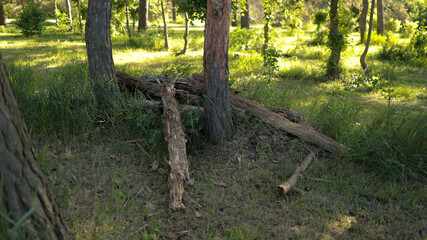 Fallen tree logs resting on green grass in natural pine forest clearing sunny landscape. JPG © BorysiukN
