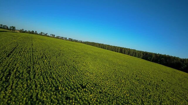 Pole słonecznik&oacute;w w słoneczny letni dzień dron fpv