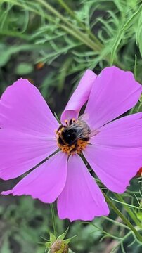  Close-up of a bumblebee gathering nectar on a vibrant pink flower. The image captures the delicate details of nature's pollination process, highlighting the bee and the flower's vivid petals