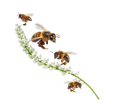 Flying honey bees gathering pollen from blooming white flower