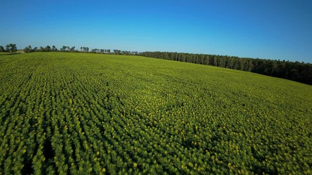 Pole słonecznik&oacute;w w słoneczny letni dzień dron fpv