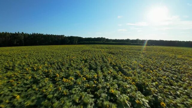 Pole słonecznik&oacute;w w słoneczny letni dzień dron fpv