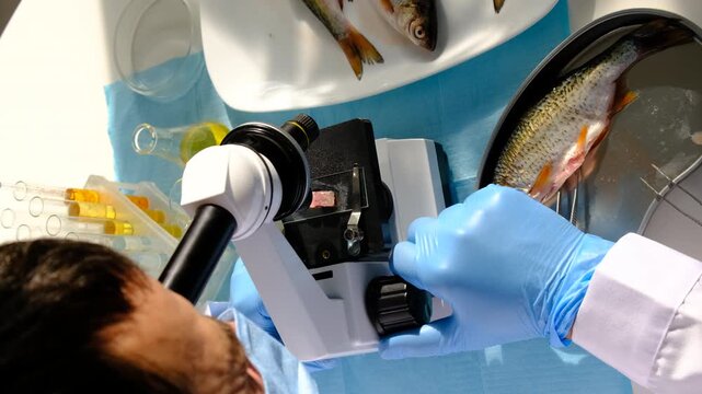 Research fish in the lab. Selective focus.