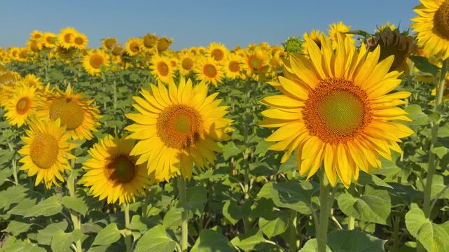 Bright blooming sunflowers field against blue sky in Ukraine