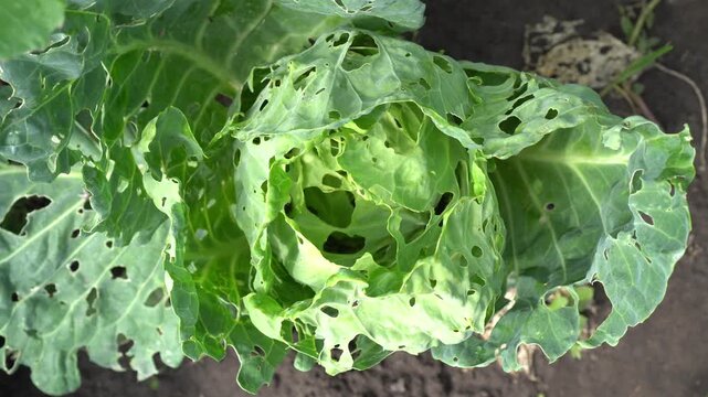 Top view of cabbage head with holes in leaves as result of slug damage in garden plot in summer as eco-friendly pest control concept of crops and products