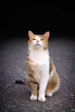 Cute calico cat sitting outdoors and looking curiouis up  at camera.. Vertical image. with copy space.	