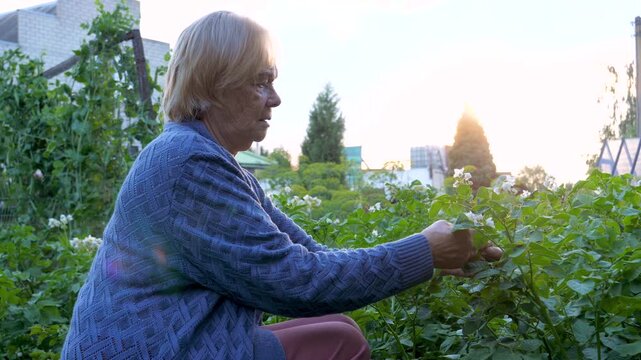 Senior woman farmer carefully examining potato plant leaves and flowers in vegetable garden during summer sunset. Old female engaging in healthy and active lifestyle in retirement