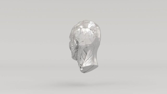 Chrome Ecorche Head Anatomical Model Metallic Muscles Exposed 3D Illustration 4k Video