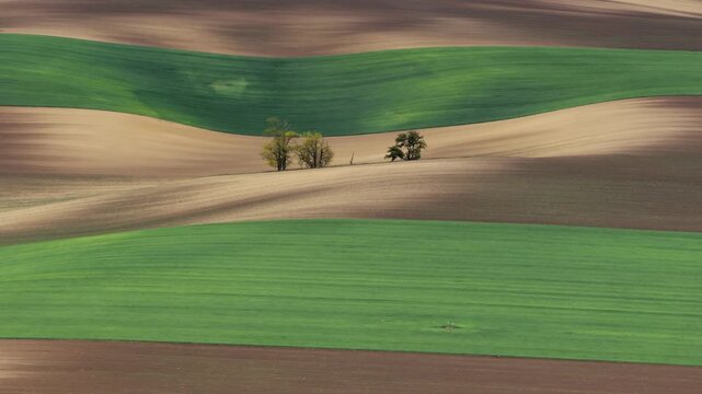 Aerial view of rolling agricultural fields with green crops and brown soil patterns featuring small clusters of trees in Cejkovice, South Moravian Region, Czechia.