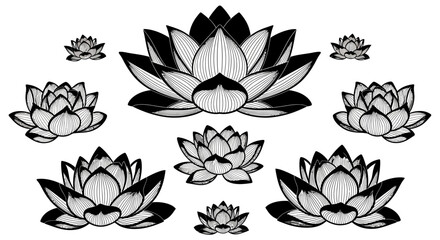 Obraz premium Set of black and white lotus flowers on white background with illustration botanical drawing pattern graphic design symbol nature plant with art