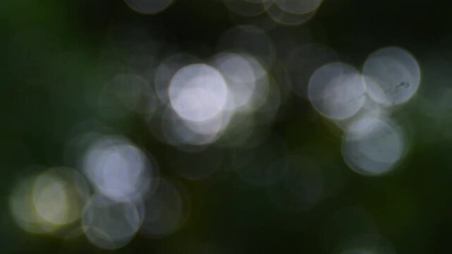Abstract dark green nature background with shimmering white circular bokeh light reflections