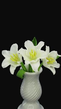 Time lapse of opening three white tulips in a vase isolated on black background, vertical orientation