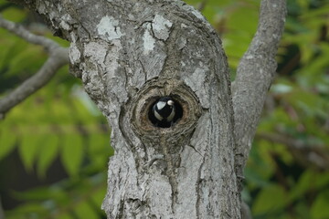 Great Tit Peeking Out from a Tree Cavity © まー