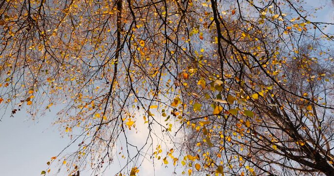foliage on birch trees against the   sky during the fall of leaves in the autumn season, the foliage hangs on the branches of birch, autumn leaf color