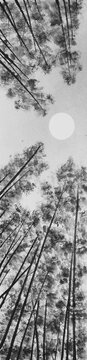 Traditional Korean Ink Painting of Bamboo forest and Full Moon with Calligraphy