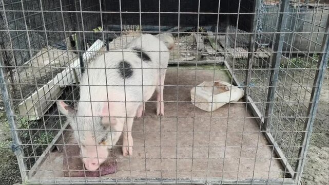 A spotted mini pig standing in a wire cage outdoor eating food from a red brick.
