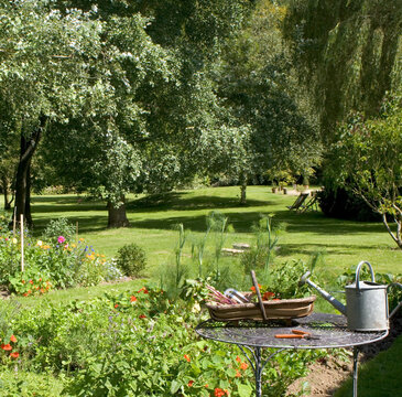 UK gardens. Home grown vegetable crop on a table in a large mature garden.