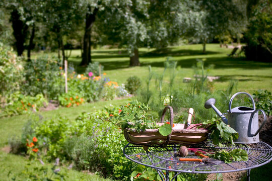UK gardens. Home grown vegetable crop on a table in a large mature garden.