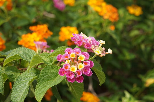 A sharp close-up view of vibrant pink and yellow lantana camara flower clusters blooming amidst green leaves.