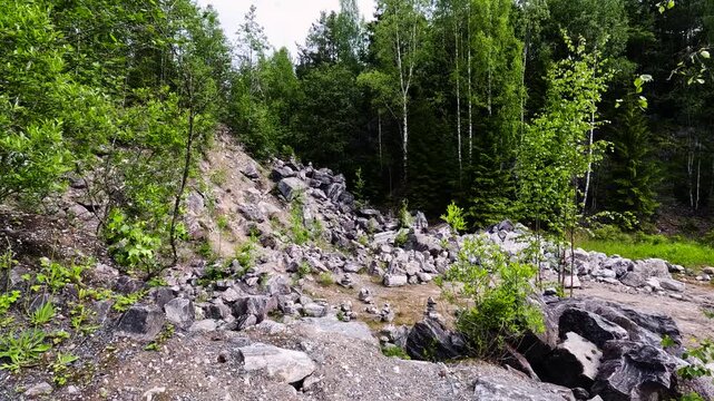 Rocky ground with sparse vegetation in a forest.