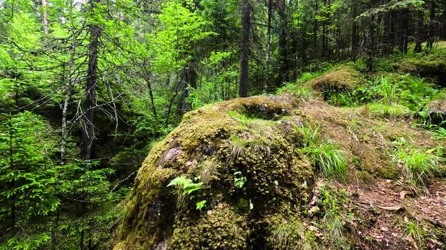 Mossy stone in a dense forest.