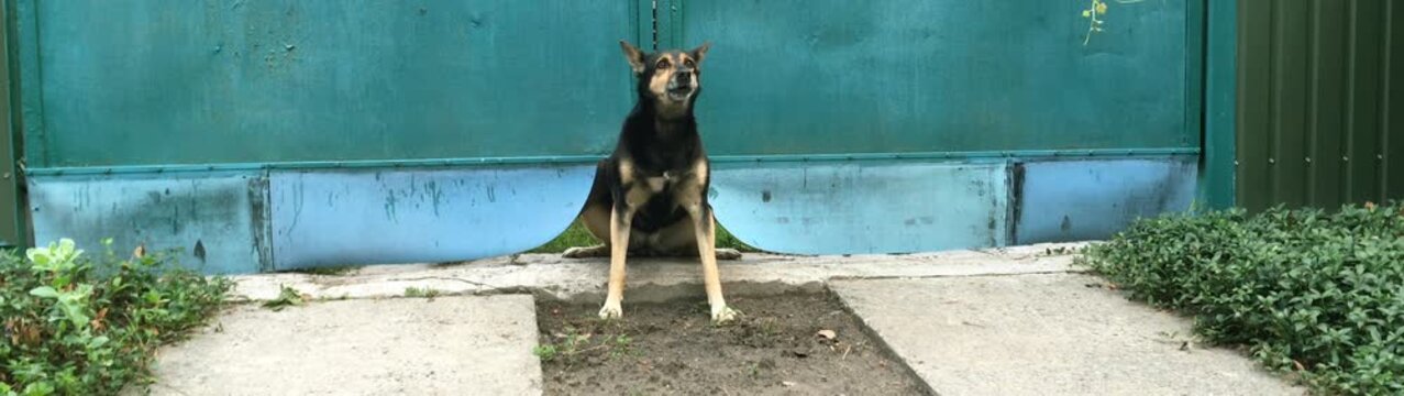Guard dog barking standing on dirt in front of an old closed gate protecting property boundaries.