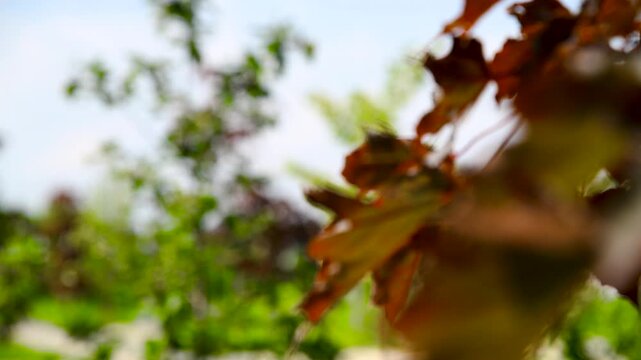 Green leaves close-up in summer