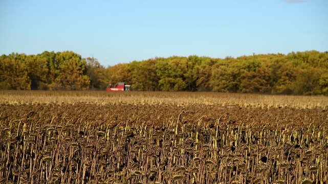 Agricultural field of dry ripe sunflower on an autumn sunny day
