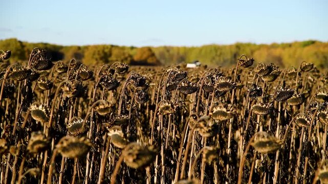 Agricultural field of dry ripe sunflower on an autumn sunny day