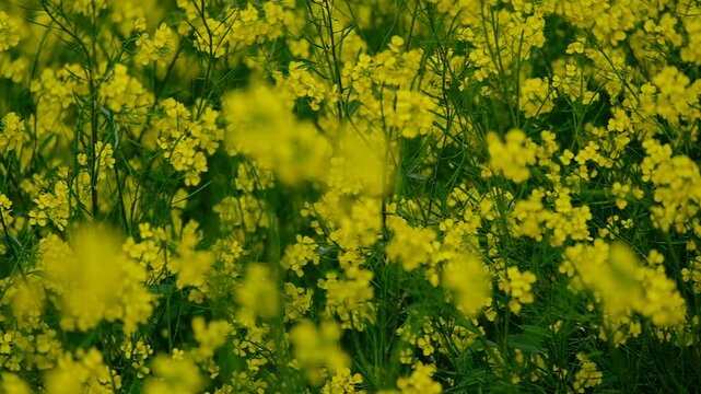 Golden blooms fill the frame with vivid color. Green stems rise through dense floral coverage. Sunlight warms the field in a gentle glow. Nature's quiet beauty fills the entire view.