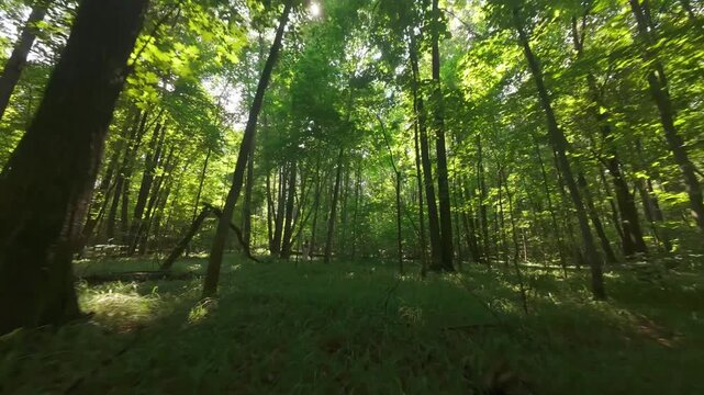 FPV drone shot of dark-haired woman in black dress and light shawl walking through sunlit forest with tall green trees