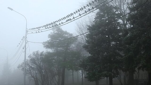 A fog-covered city park, on a spring day.