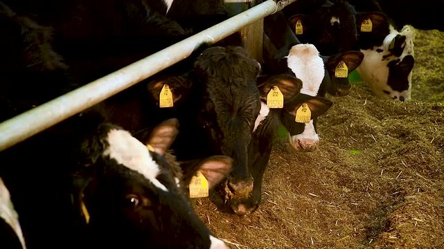 Feeding hay to beef cattle in winter