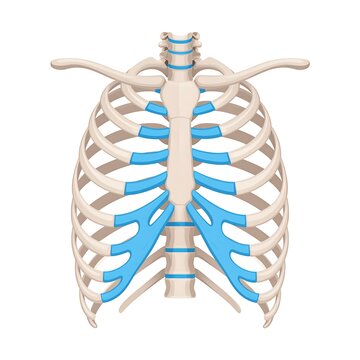 3D rendered human rib cage with blue highlights.