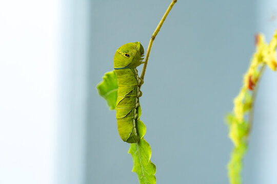 アゲハチョウの幼虫