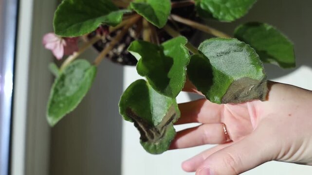 Sunburn damage on African violet Saintpaulia leaf. Brown leaf spots on indoor uzambar violet on windowsill.