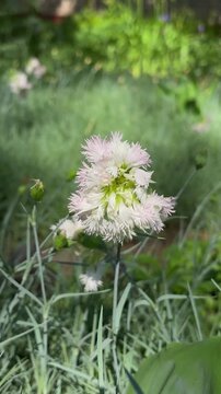 Dianthus plumarius close-up. Slow motion. Vertical garden background.